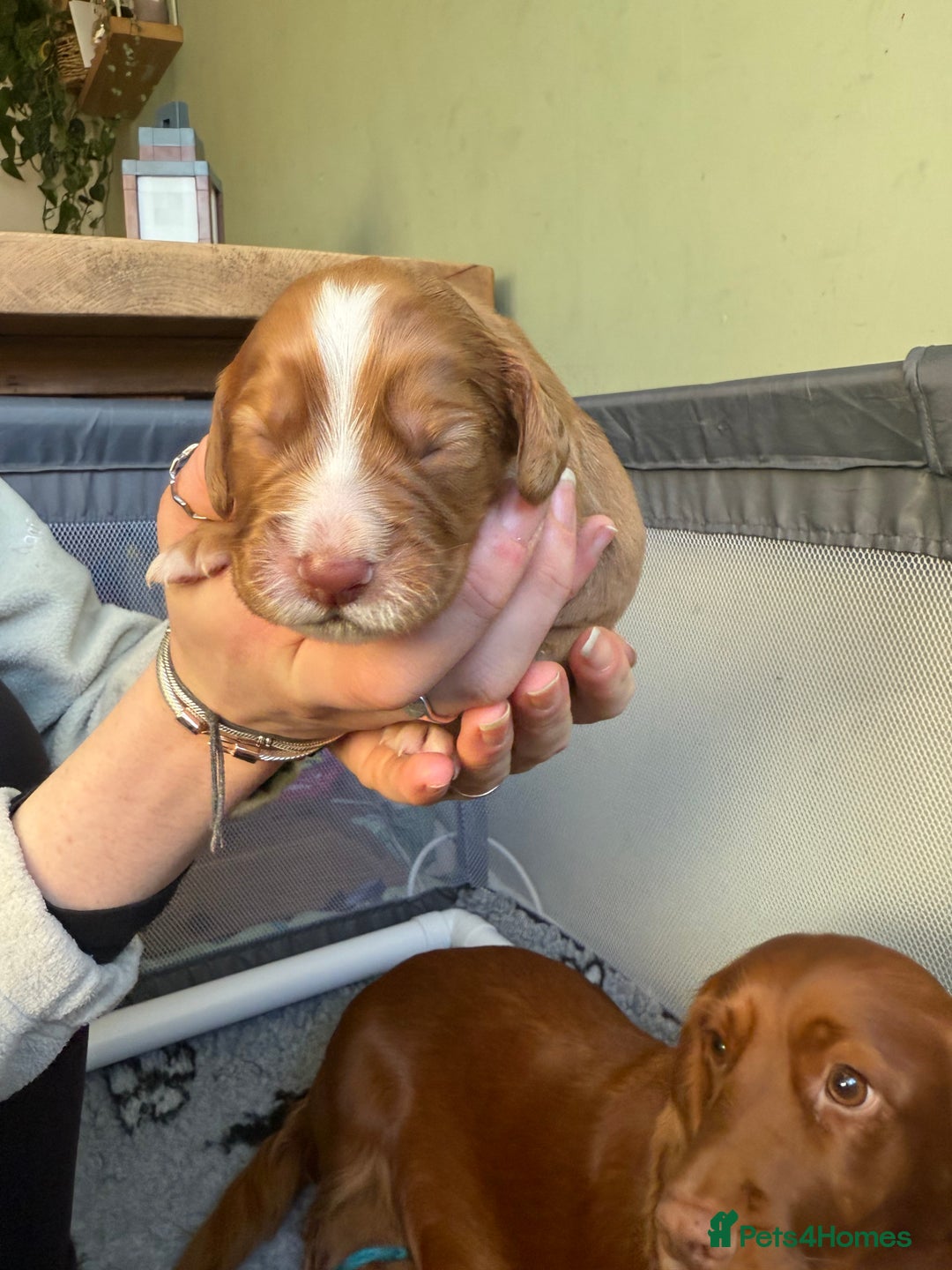 Cocker Spaniel dogs for sale: cocker spaniel puppy's - Advert 8