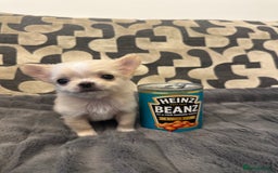 Chihuahua dogs for sale: KC Reg Champion Russian lines LONG COAT puppies - Image 8