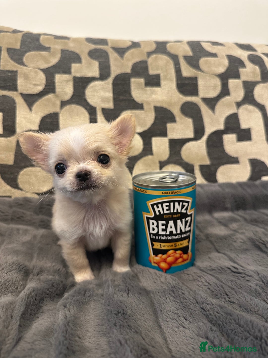 Chihuahua dogs for sale: KC Reg Champion Russian lines LONG COAT puppies - Image 8