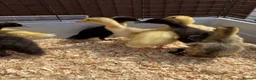 Ducks poultry for sale: 11 Day Old Large Mixed Breed Unsexed Ducks - Advert 3