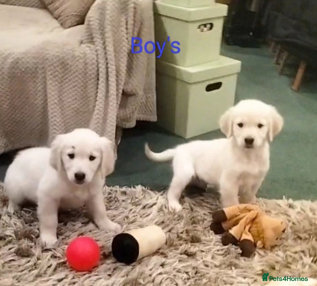 Golden Retriever dogs for sale: GOLDEN RETRIEVER PUPS - Advert 30