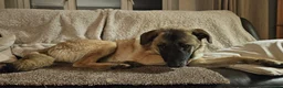 Mixed Breed dogs for adoption: 💛🐾 MILO, A LOVING BOY - FOR A NEW BEGINNING 🐾💛 - Advert 1