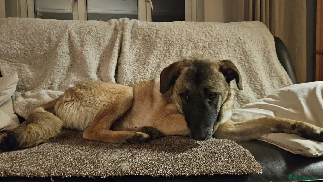 Mixed Breed dogs for adoption: 💛🐾 MILO, A LOVING BOY - FOR A NEW BEGINNING 🐾💛 - Advert 1