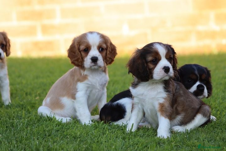 Cavalier King Charles Spaniel dogs Playful PUG x CAVALIER puppies for sale - Advert 1