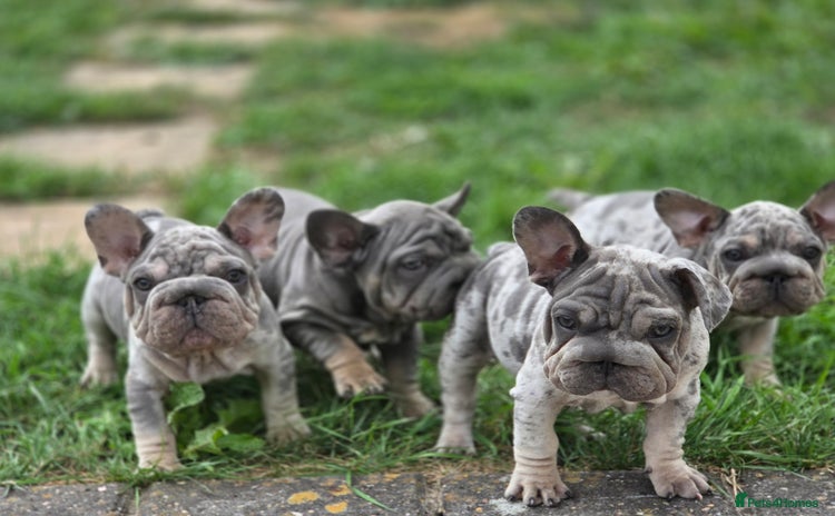 French Bulldog dogs - Advert 1