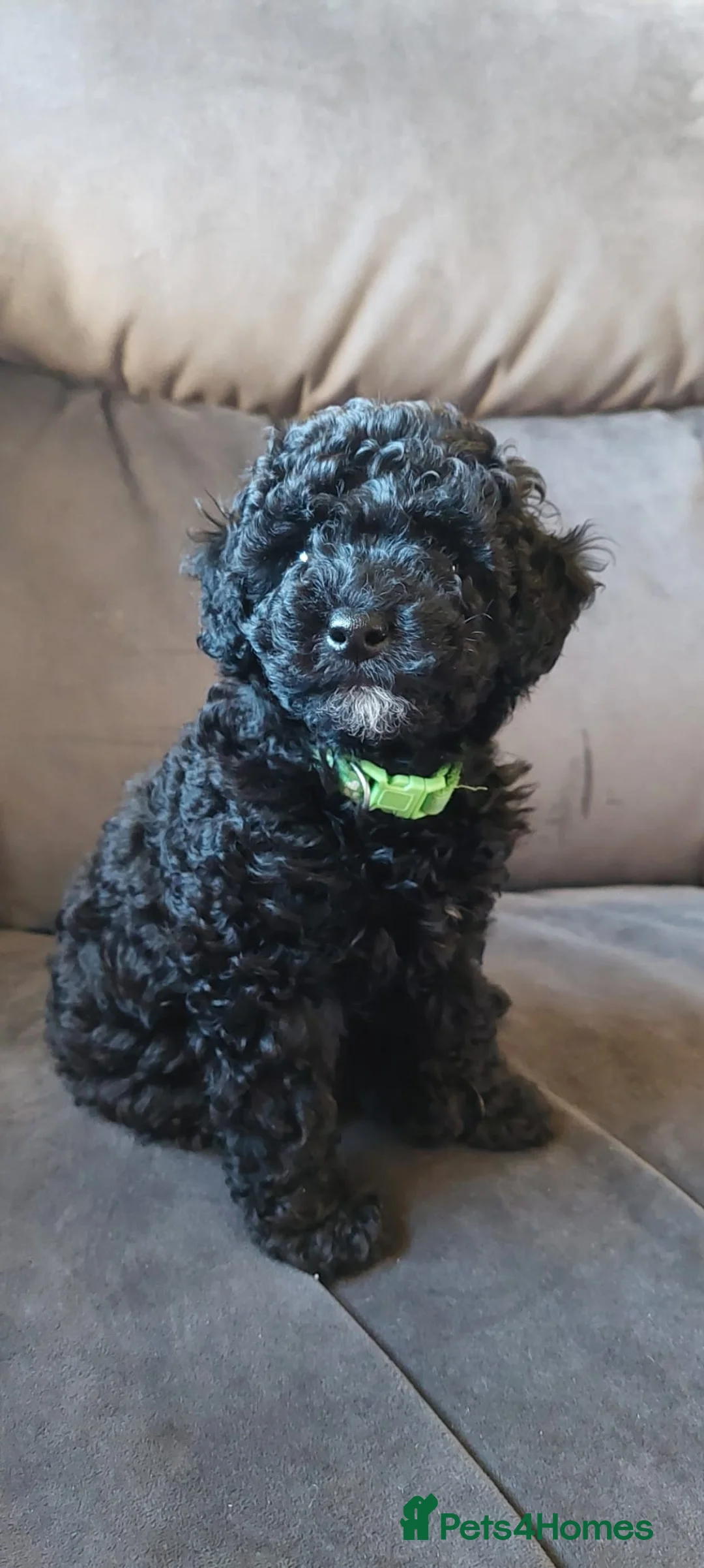 Poochon dogs for sale: 💜Gorgeous ,tiny , curly haired girl💜 - Advert 5