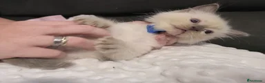 Ragdoll 1