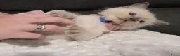 Ragdoll cats for sale: Ragdoll kittens in Witham - Advert 5