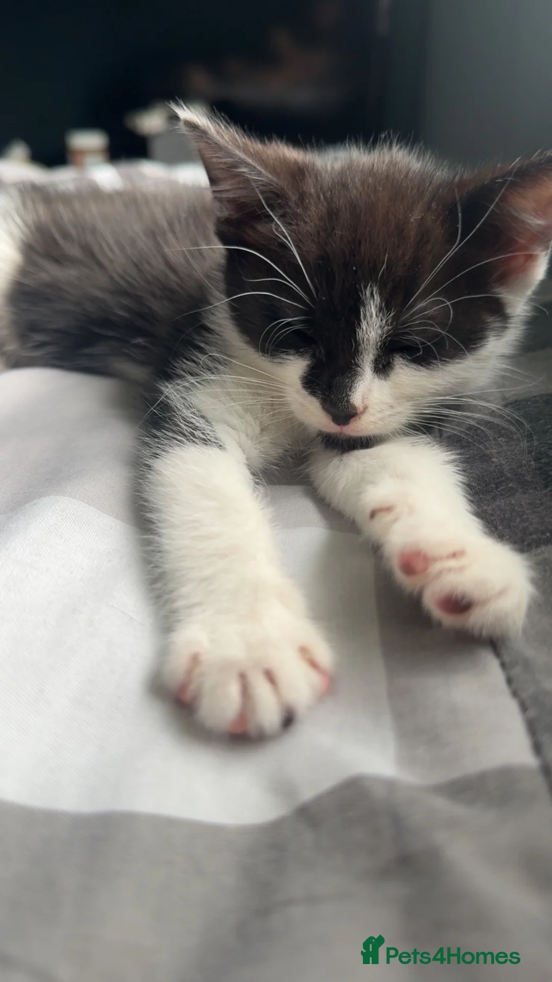 Mixed Breed cats for sale: KITTEN FOR SALE in ELY - Advert 6