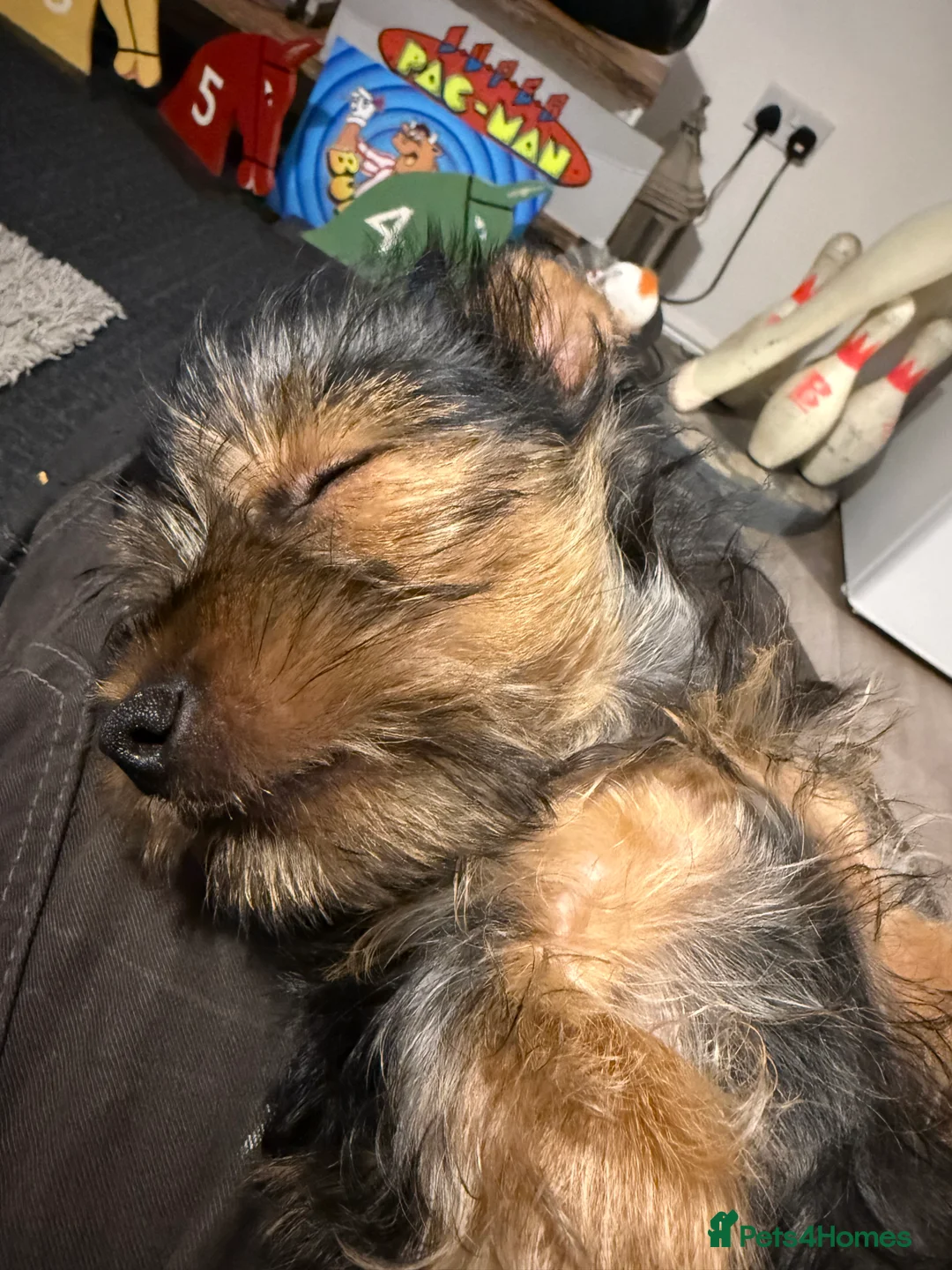 Yorkshire Terrier dogs for sale: Yorkshire terrier  - Advert 5
