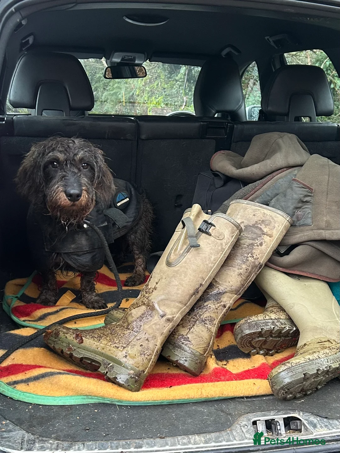 Dachshund dogs for stud: KC Reg 0%COI Brilliant Bold Wirehaired Teckel Stud in Sudbury - Advert 6