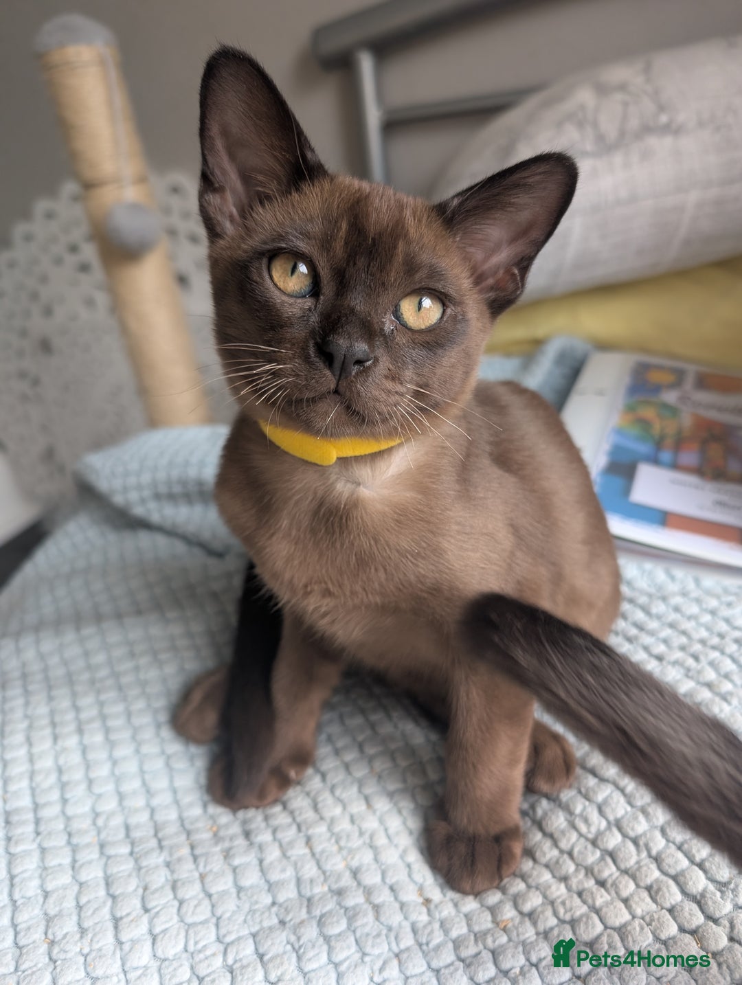 Burmese cats for sale: 1 beautiful brown boy - Image 10
