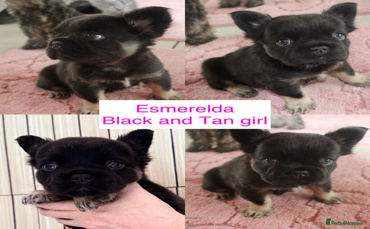 French Bulldog dogs - Advert 3