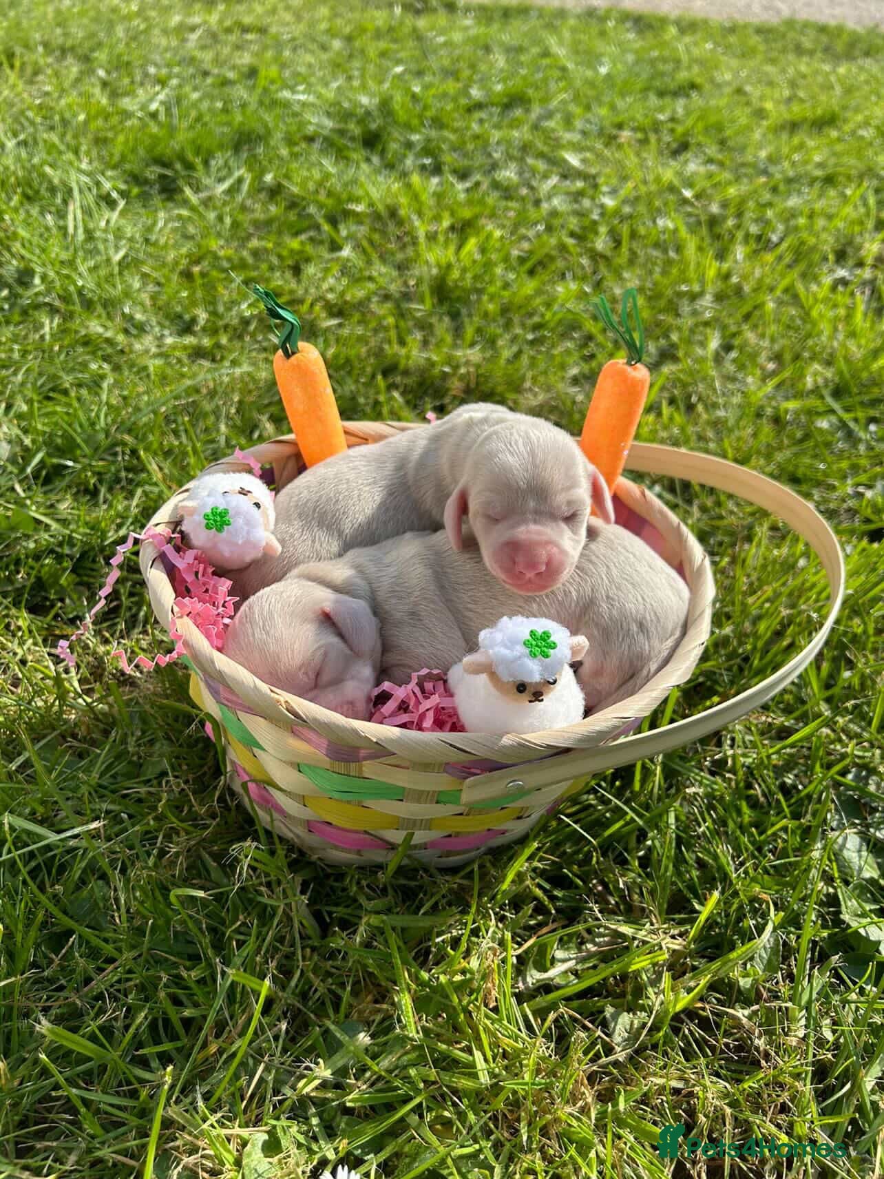 Miniature Dachshund dogs for sale: Absolutely stunning mini dachshunds  - Advert 4