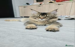 Maine Coon cats for sale: Adorable kittens Maine Coon mixed  - Image 8