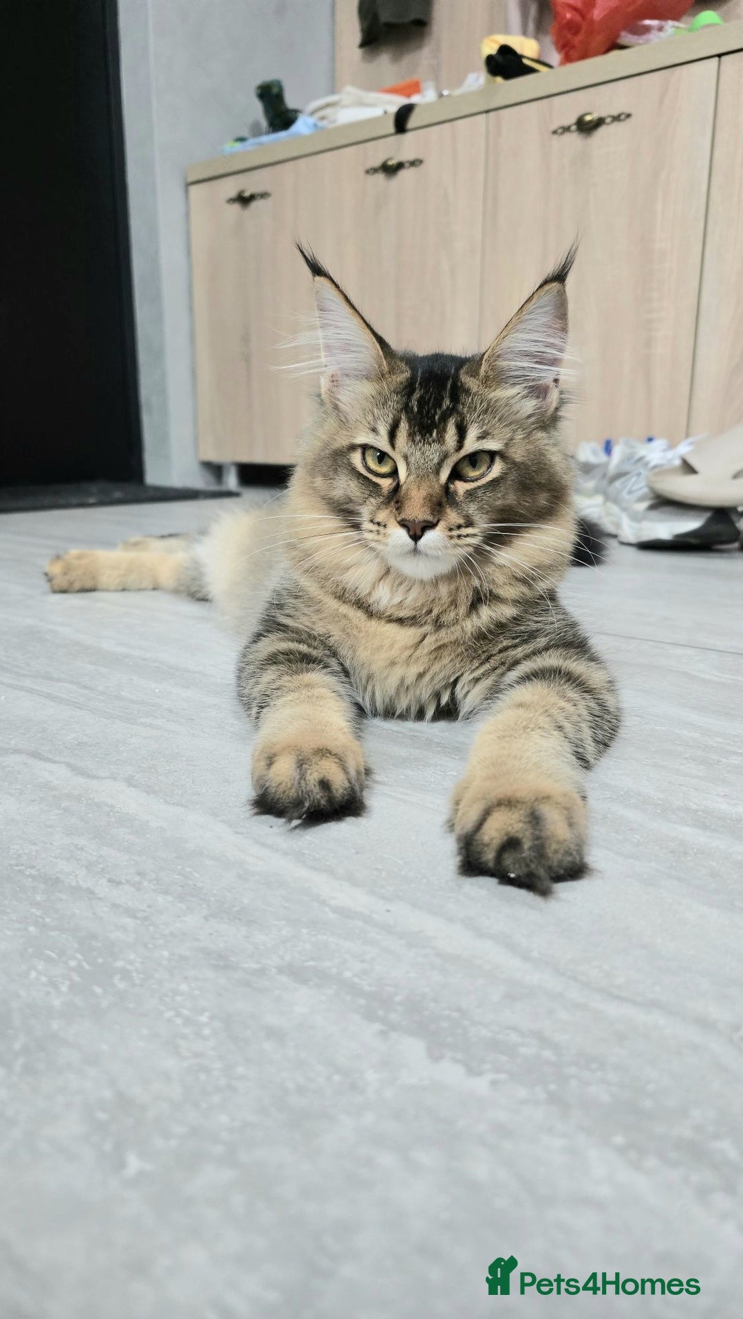 Maine Coon cats for sale: Adorable kittens Maine Coon mixed  - Image 8
