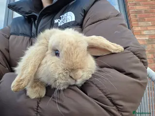 Mini Lop rabbits Male Mini Lop for sale - Advert 1