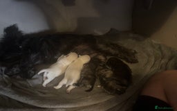 Mixed Breed dogs for sale: westie /wauzers - Advert 16