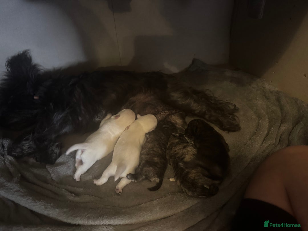 Mixed Breed dogs for sale: westie /wauzers - Advert 16