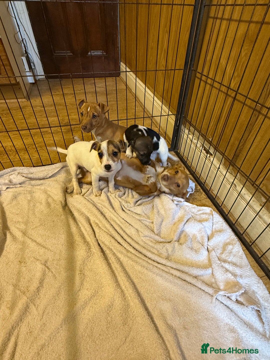 Jack Russell dogs for sale: 1 GIRL Jack Russell puppy left - Advert 6