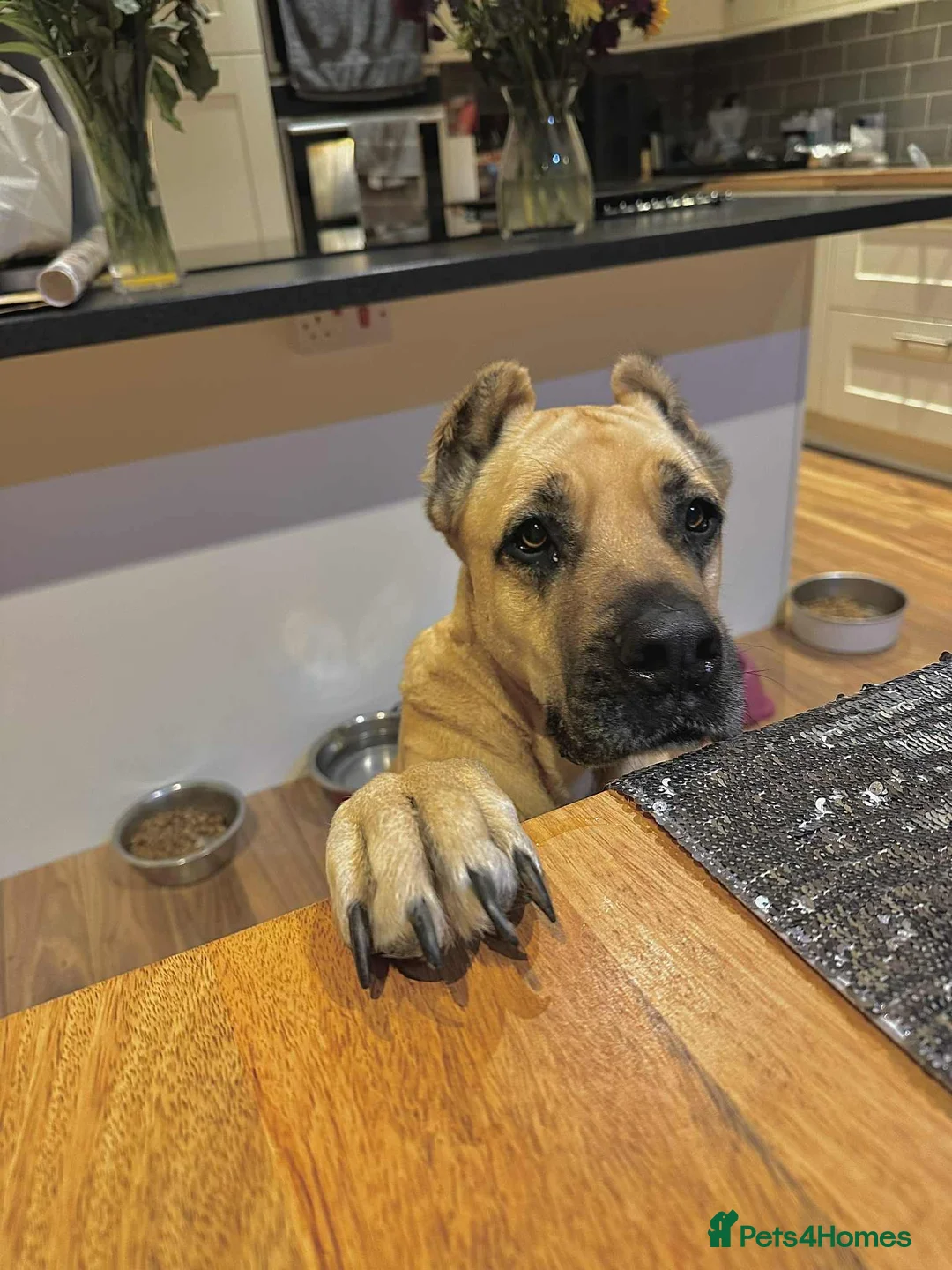 Mixed Breed dogs for adoption: Emma needs a foster or forever home - Advert 3