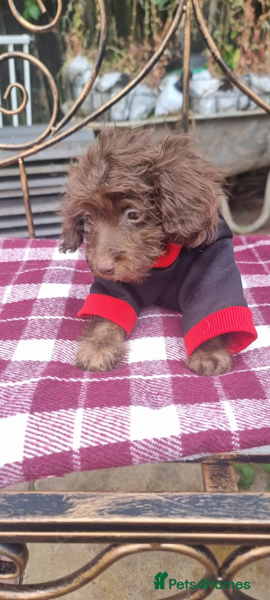 Cockapoo dogs Adorable flb cockapoo puppies  - Advert 2