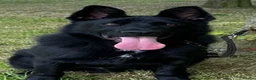 German Shepherd dogs for sale: TRAINED GERMAN SHEPARD  - Advert 7