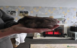 Guinea Pig rodents for sale: 6 boars 4 sale pr5 5ag  - Advert 7