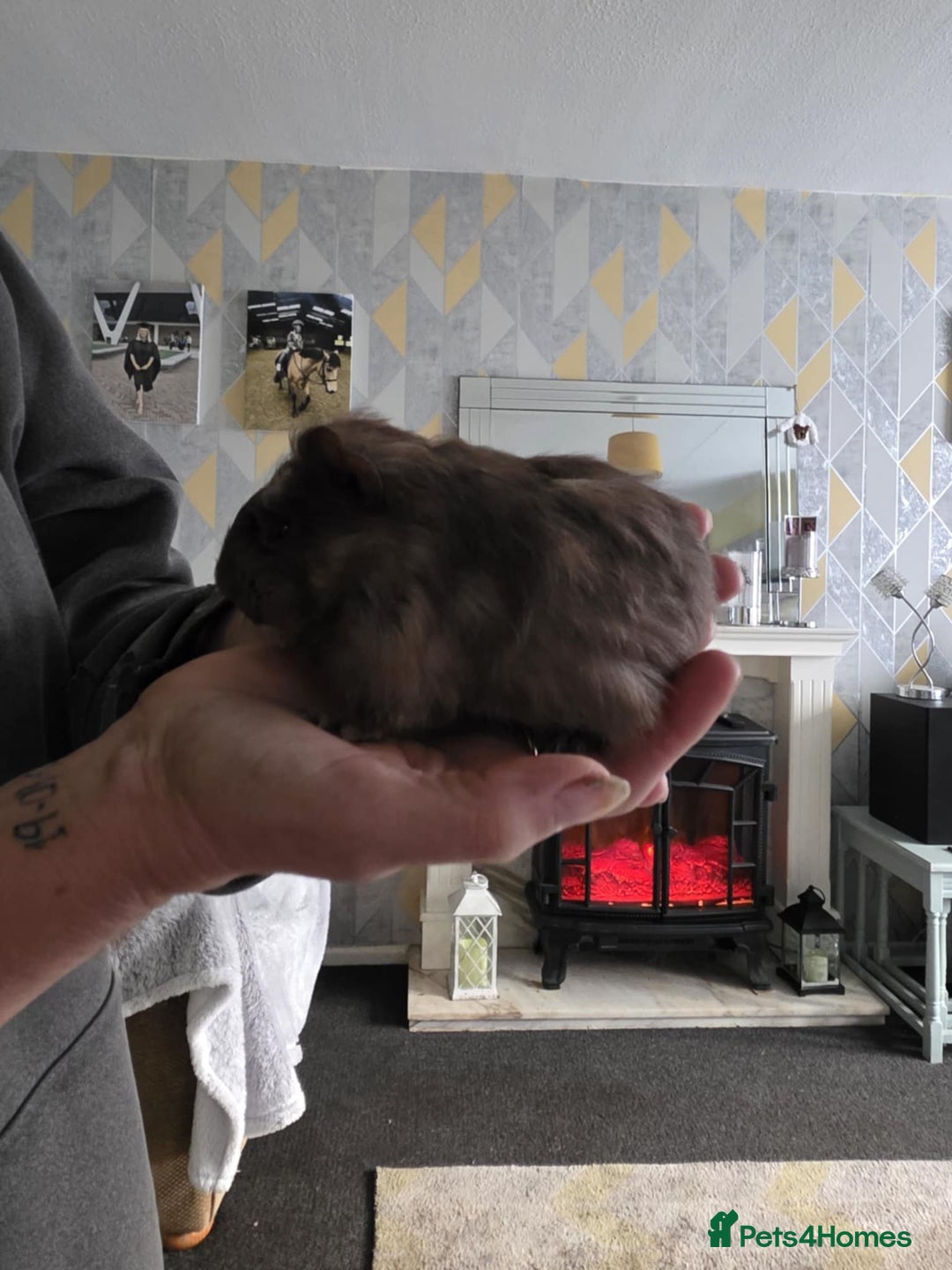 Guinea Pig rodents for sale: 6 boars 4 sale pr5 5ag  - Advert 7