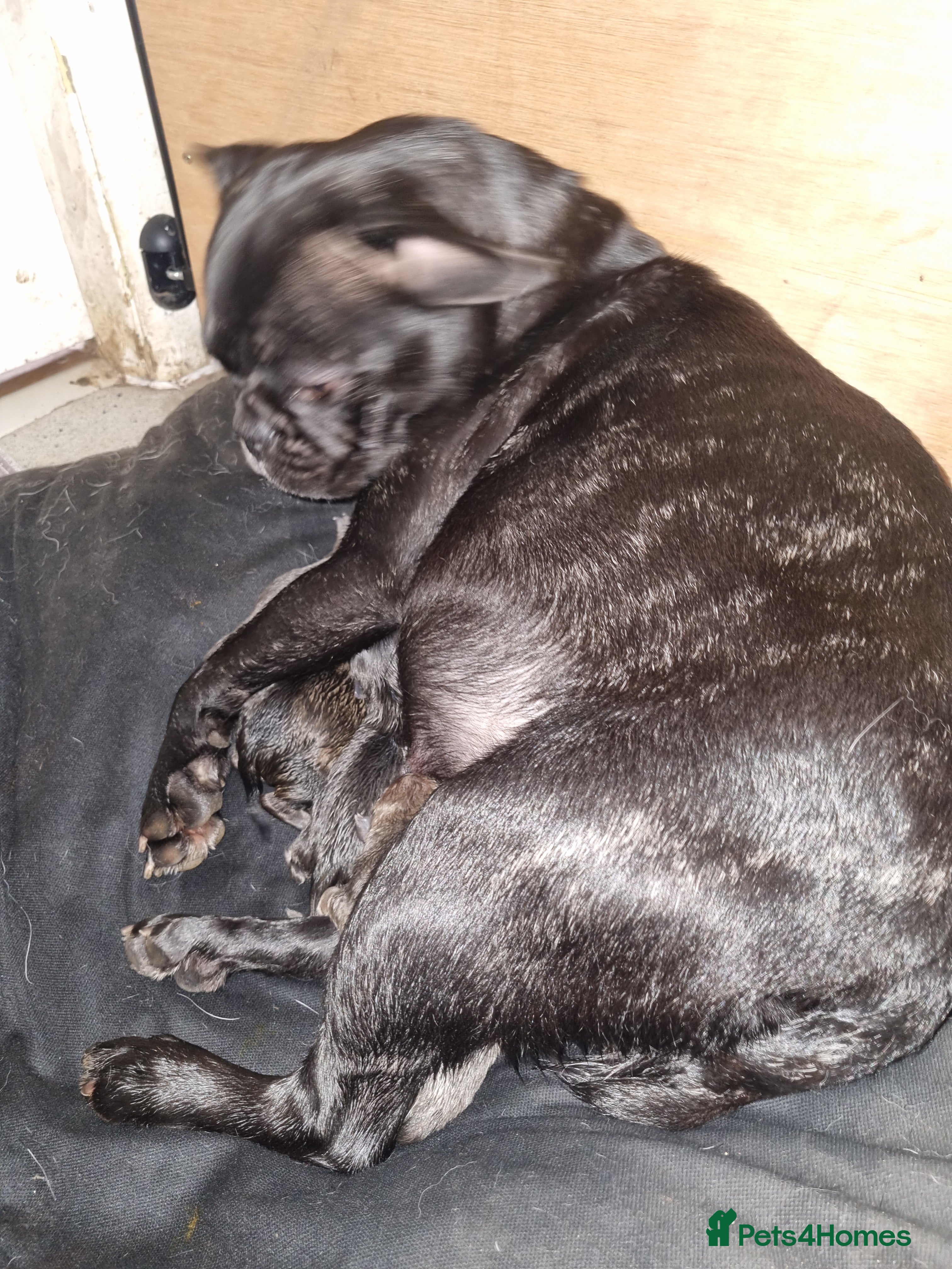Mixed Breed dogs French bulldog x shihtzu puppies - Advert 2