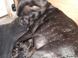 Mixed Breed dogs French bulldog x shihtzu puppies - Advert 17