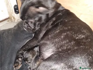 Mixed Breed dogs French bulldog x shihtzu puppies - Advert 13