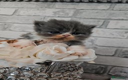 Persian cats for sale: Full pedigree Persian kittens available  - Image 6