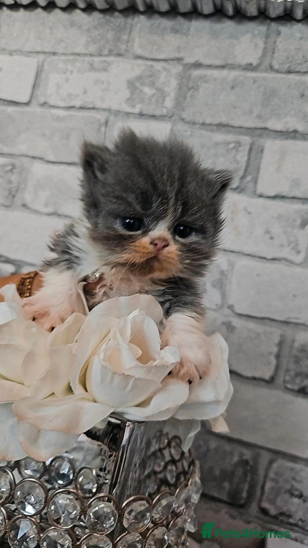 Persian cats for sale: Full pedigree Persian kittens available  - Image 6