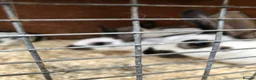 English Spot rabbits for sale: English spot rabbits  - Advert 4