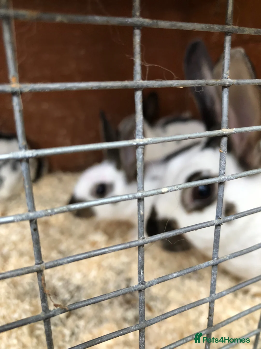 English Spot rabbits for sale: English spot rabbits  - Advert 4