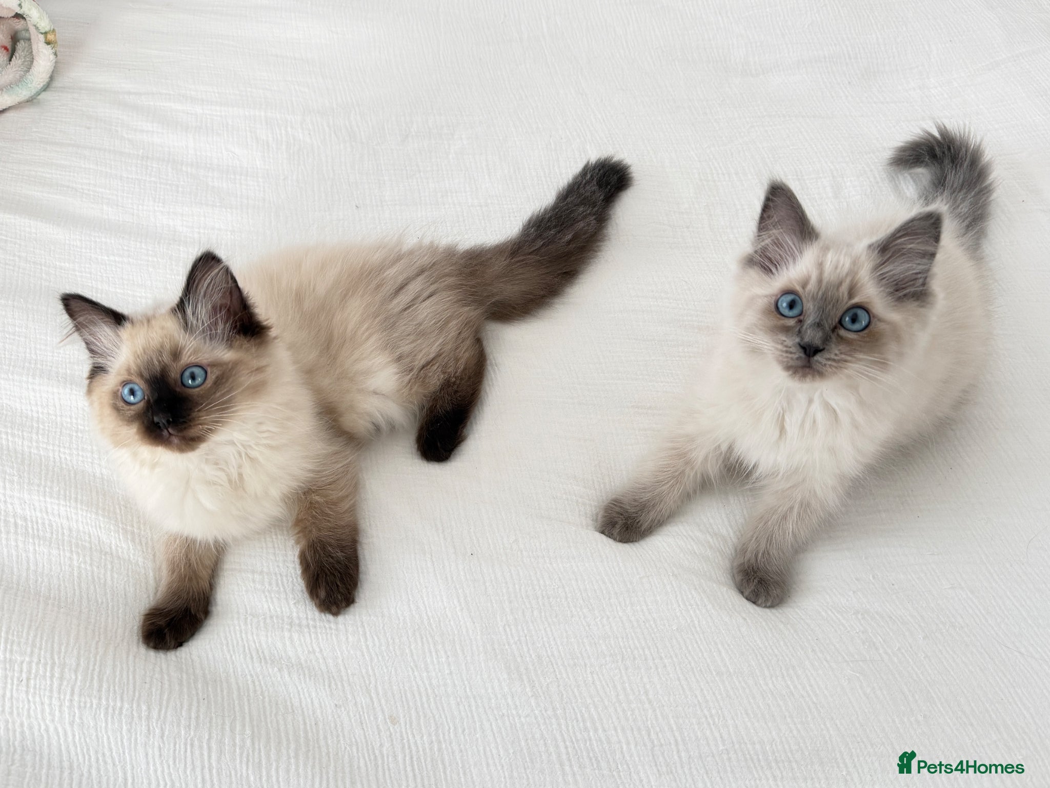Ragdoll cats Ragdoll kittens  - Advert 2