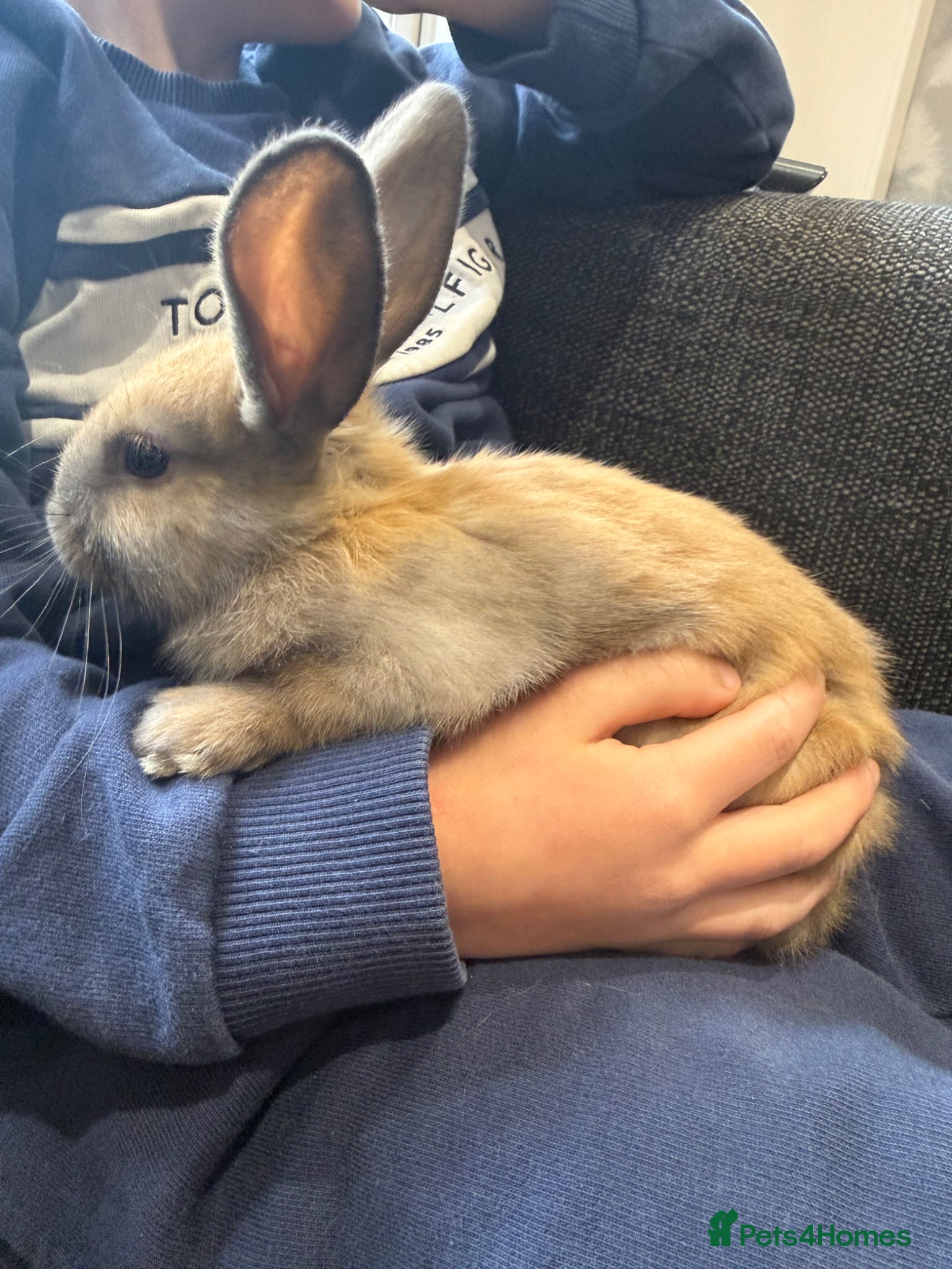 Mini Lion Lop rabbits 1 adorable Girl bunny for Sale 🩷💙 - Advert 2