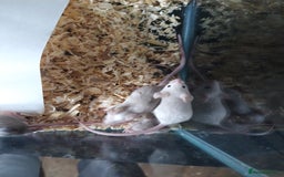 Mouse rodents for sale: Fancy mice babies  in Manchester - Image 1