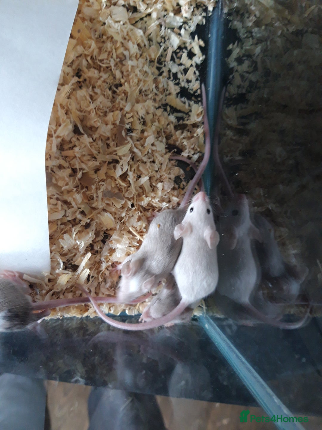 Mouse rodents for sale: Fancy mice babies  in Manchester - Image 1