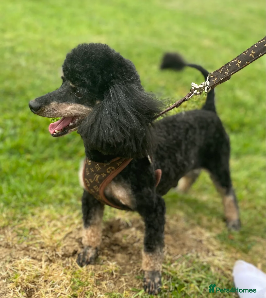 Toy Poodle dogs for stud: KC Phantom Stud Extensively DNA Tested in Chislehurst - Advert 4