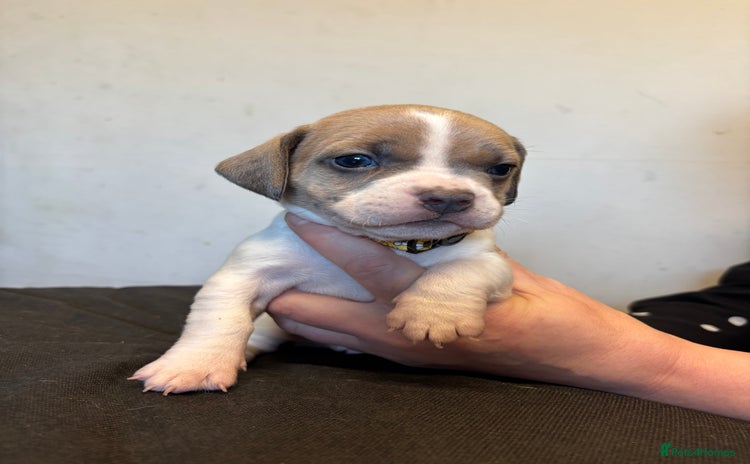 Mixed Breed dogs - Advert 5