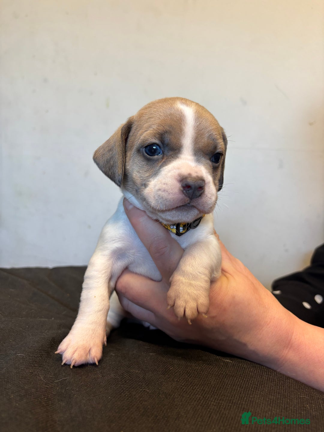 Mixed Breed dogs for sale: Dachshund cross Frenchbull dog (frenchbullwiner)p - Image 1