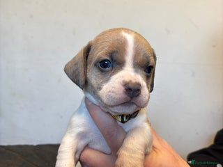 Mixed Breed dogs - Advert 1