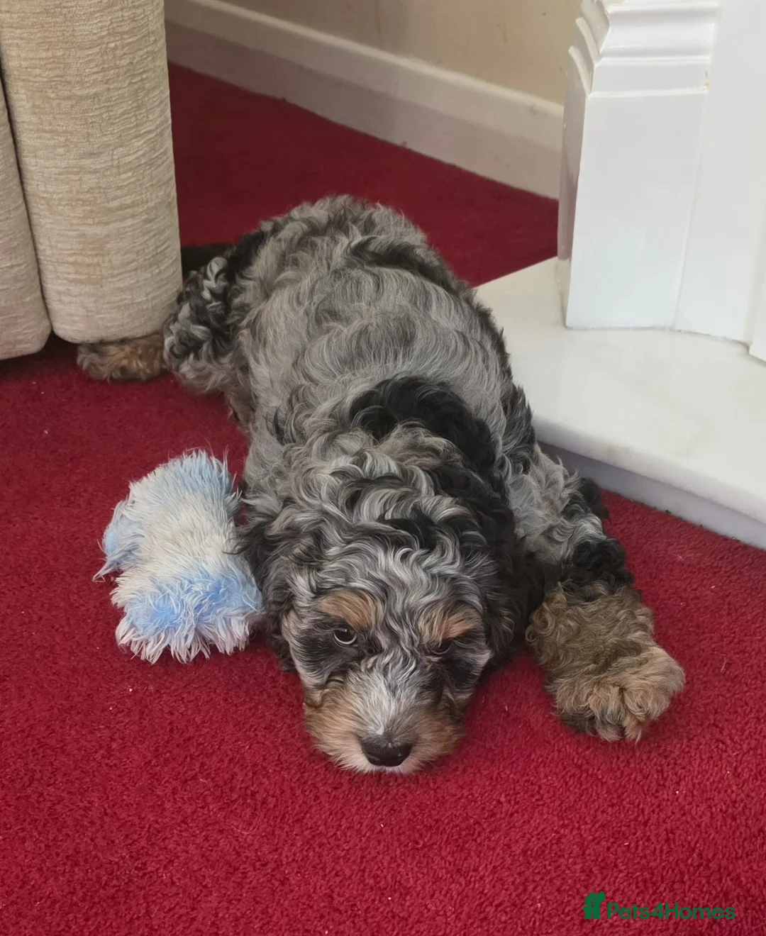 Cockapoo dogs for sale: Adorable, Playful Blue Merle Cockerpoo Puppy - Advert 2