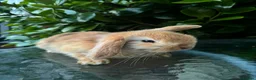 Mini Lop rabbits for sale: Mini lop, holland lop, netherland dwarf - Advert 14