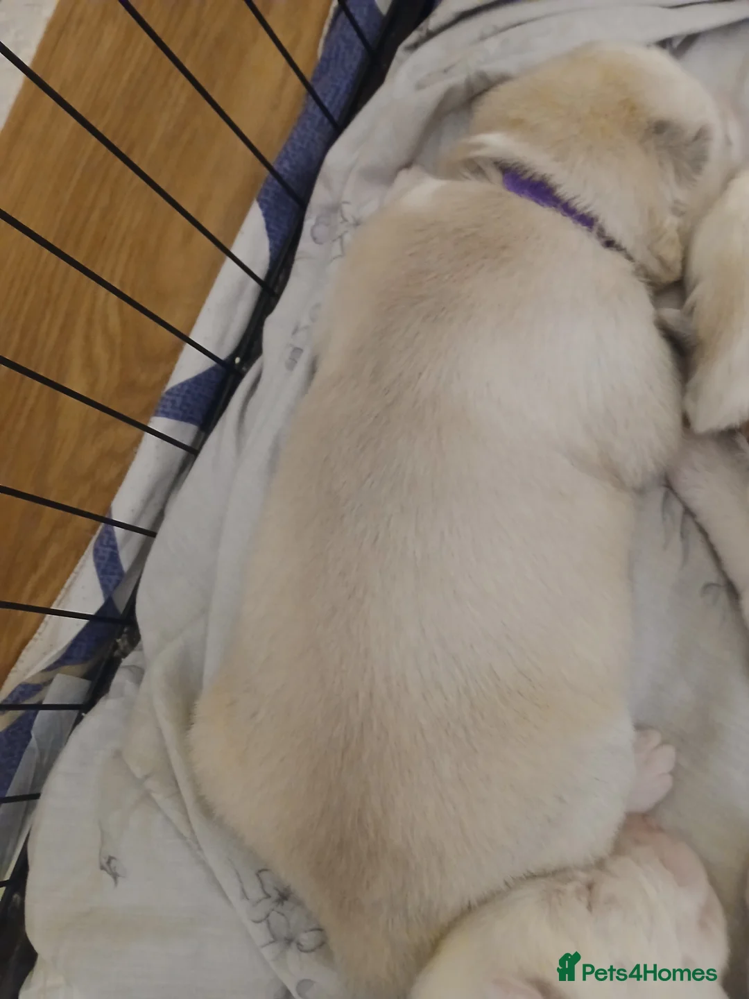 Siberian Husky dogs for sale: 1 SIB HUSKY GIRL LEFT CAN LEAVE 12/02/26 - Advert 32