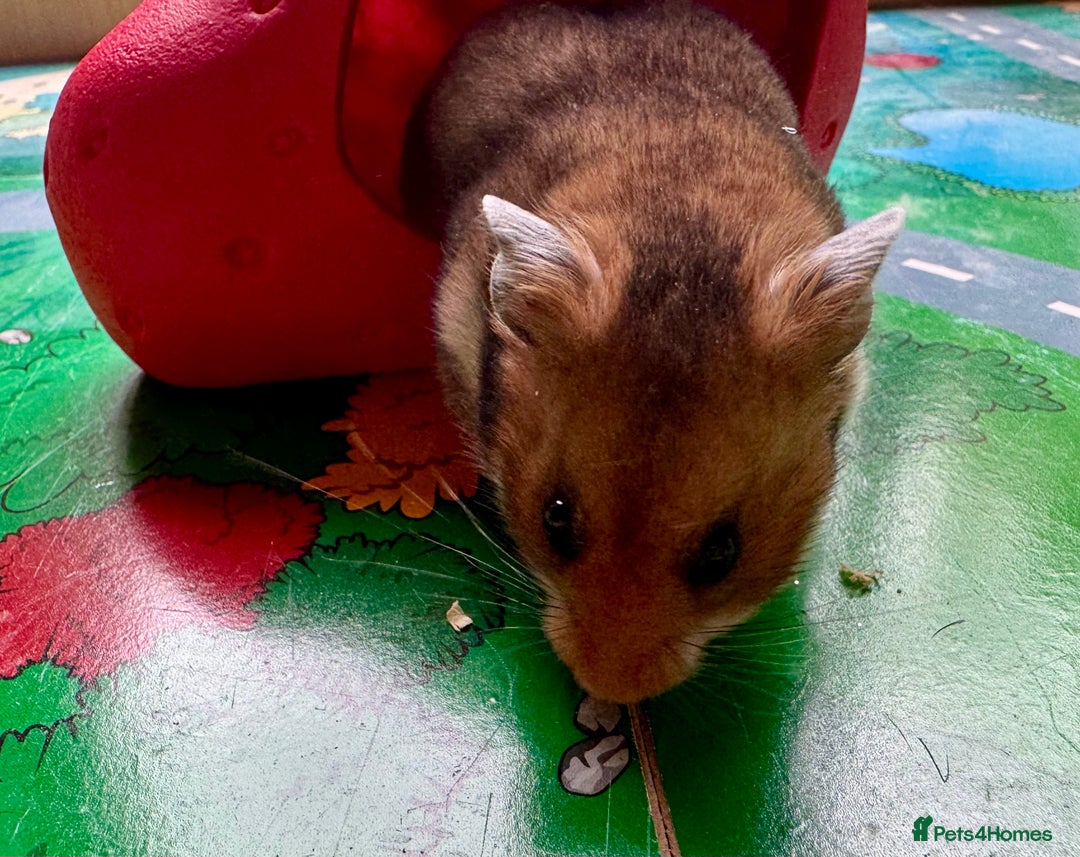 Hamster rodents for sale: Beautiful, pedigree Syrian hamster babies in High Wycombe - Image 9