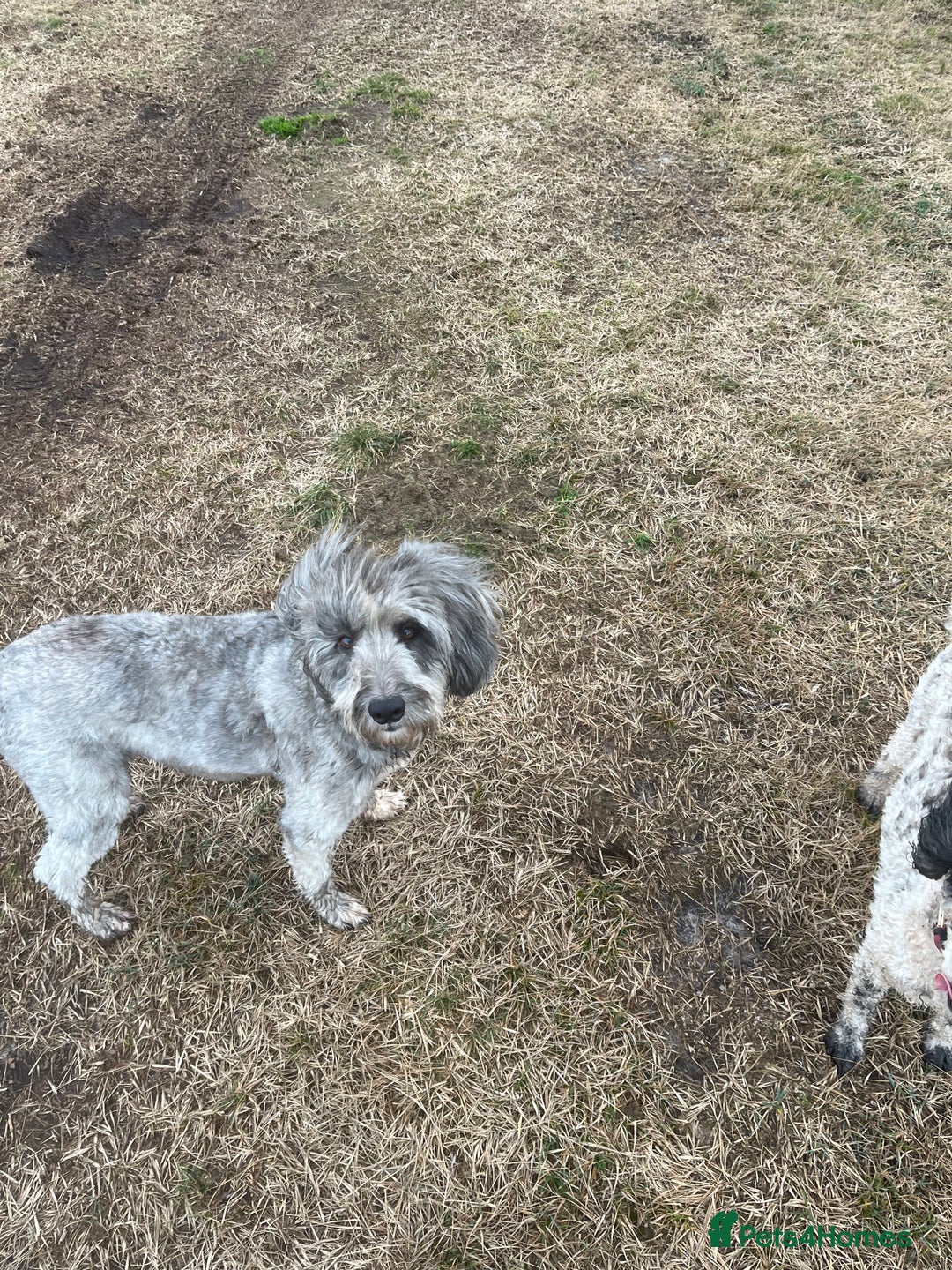 Bordoodle dogs for sale: BORDOODLE  adult neutered female  - Advert 2