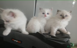 Ragdoll cats for sale: SUPER SWEET AND HAPPY KITTEN - Image 6